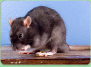 rat control Droitwich